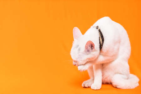 white cat preening sitting on orange backgroundの写真素材