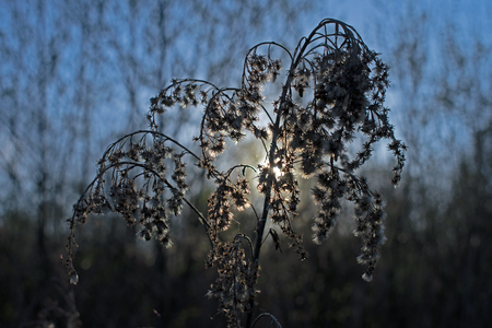 Sun rays through field flower - Close up with blurred backgroundの写真素材
