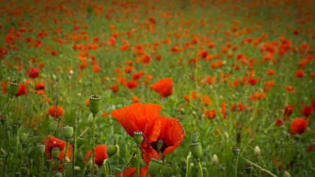 field of poppiesの写真素材