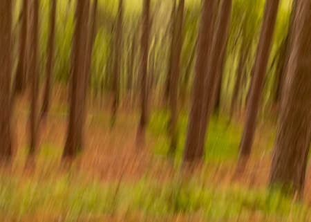 abstract forest in motion blurの写真素材