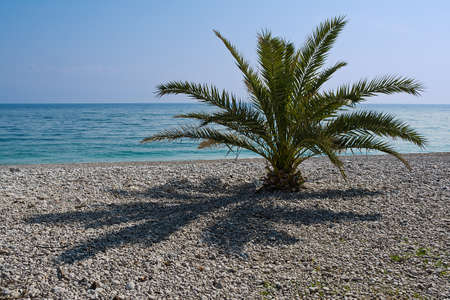 lonely palm tree, palm tree photographed on a beach near Opatija, Croatiaの写真素材