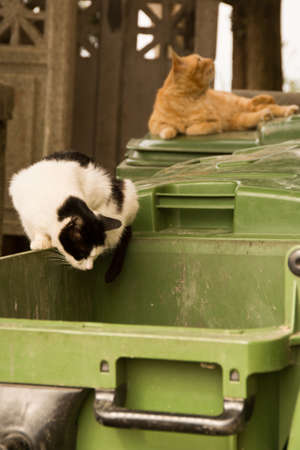 Cats sitting on green plastic garbage container.