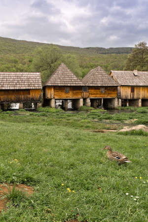 live in harmony with natureの写真素材