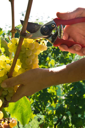 Malvasia grape harvestの写真素材