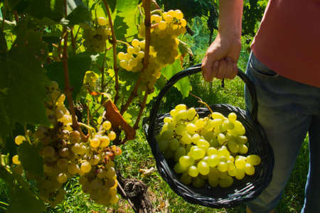 Malvasia grape harvestの写真素材
