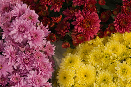 chrysanthemum button,  Chrysanthemum leucanthemum  close up background imageの写真素材