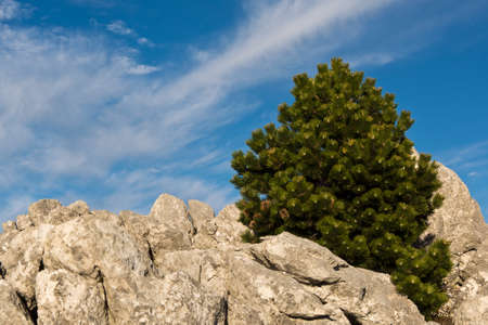 lonely pine tree on rocky groundの写真素材