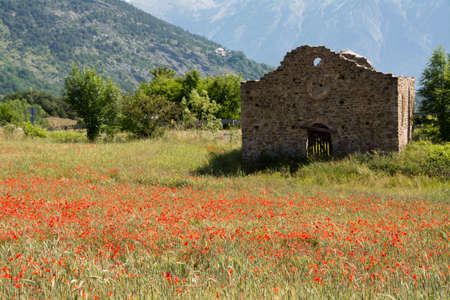 poppy field in Provence , France (selective focus)の写真素材