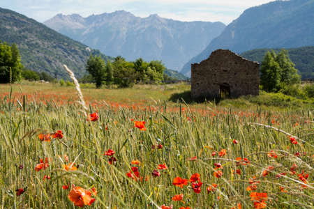 poppy field in Provence , France (selective focus)の写真素材