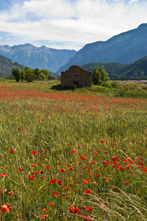 poppy field in Provence , France (selective focus)の写真素材