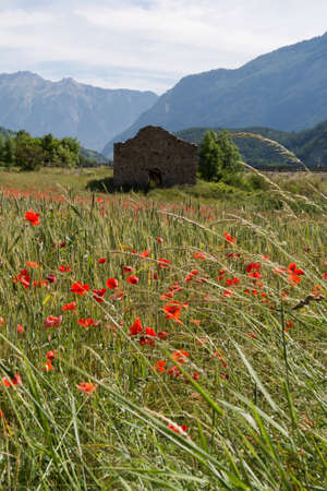 poppy field in Provence , France (selective focus)の写真素材