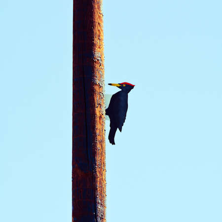 Wooden sculptures of woodpecker on a pole