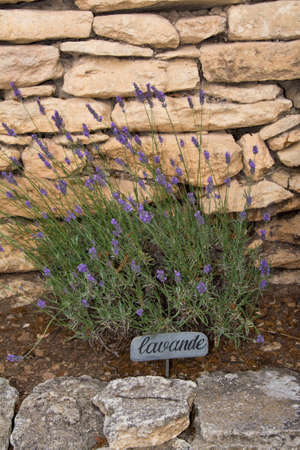 bush of lavenderand and label lavender in Frenchの写真素材