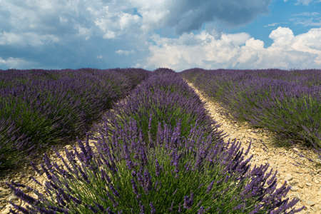 Lavender field in plateau de valensole , Provane , Franceの写真素材