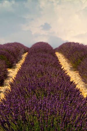 Lavender field in plateau de Valensole ,Provence, Franceの写真素材