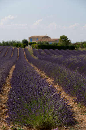 Lavender field and house in plateau de Valensole , Provence, Franceの写真素材