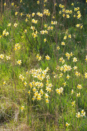 daffodil meadowの写真素材