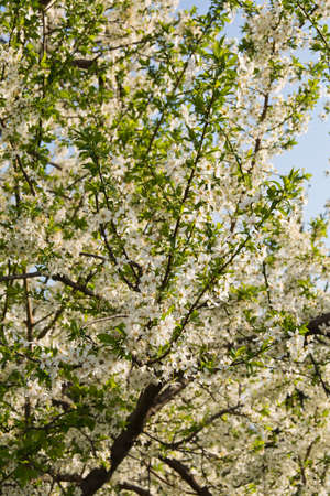 Prunus cerasifera blossomの写真素材