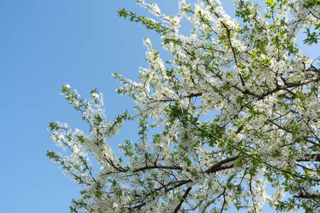 Prunus cerasifera blossom over blue skyの写真素材