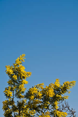 Blooming mimosa tree over blue skyの写真素材