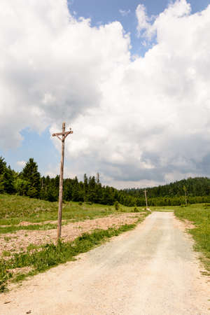 trail through a pine forest in Croatiaの写真素材