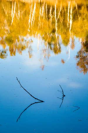 autumn leaves reflecting in the waterの写真素材