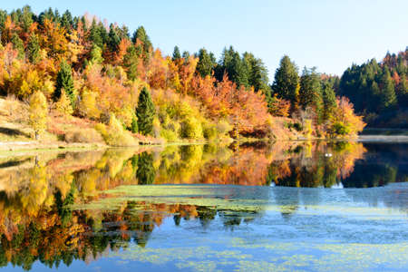autumn leaves reflecting in the waterの写真素材