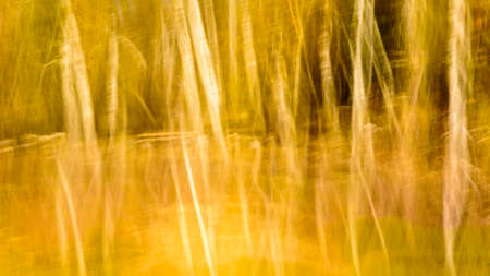 Autumnal blur scenic backgroundの写真素材