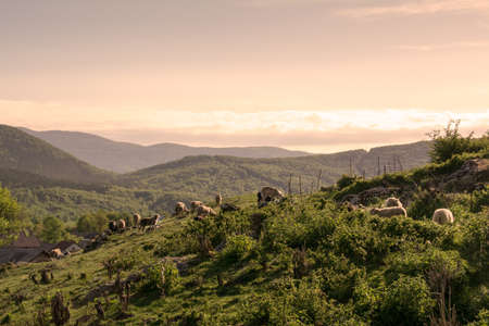 sheep on the mountain summer pastures near Brinje in the region of Lika, Croatiaの写真素材