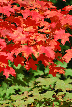 Red leaves on a Maple tree in automnの写真素材