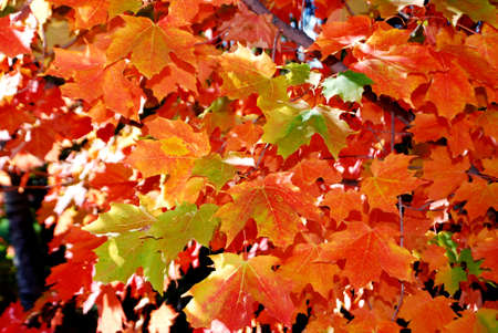 Maple tree leaves in automnの写真素材