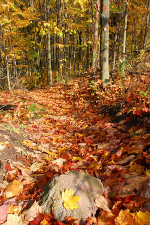 Forest path in automn, in Ontario, Canadaの写真素材