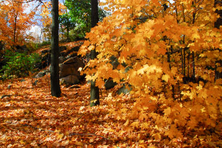 fall folliage in Quebec, canada