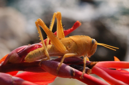 Locust while eating flakes of a flower on croatioan coastの写真素材