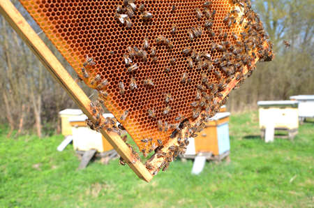 Bees on honeycomb in apiary in the springtimeの写真素材