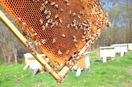Bees on honeycomb in apiary in the springtimeの写真素材