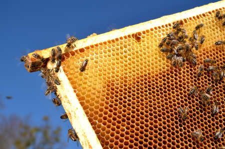 Bees on honeycomb frame against blue skyの写真素材
