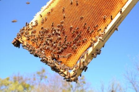 Bees on honeycomb frame against blue skyの写真素材