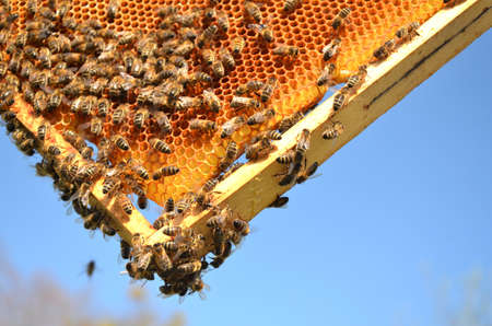 Bees on honeycomb frame against blue skyの写真素材