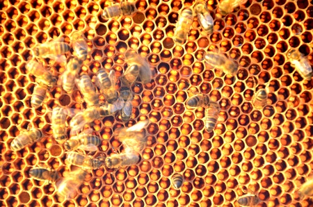 Bees on honeycombの写真素材