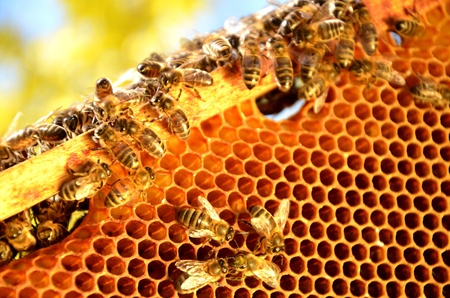 Bees on honeycomb frame against blue sky in the springtimeの写真素材