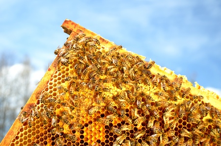 Bees on honeycomb frame against blue skyの写真素材