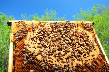 Bees on honeycomb frame against blue sky