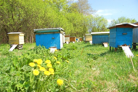 Apiary in the springtime
