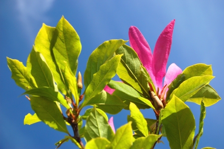 Beautiful pink magnolias against blue skyの写真素材