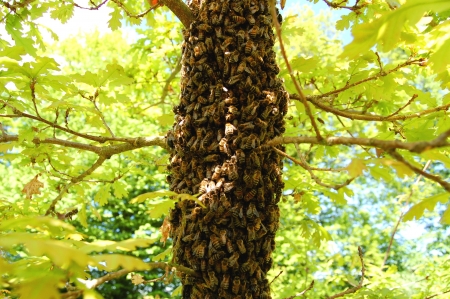 A swarm of bees on an oak tree