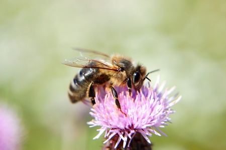 closeup of a bee on thistle flowerの写真素材