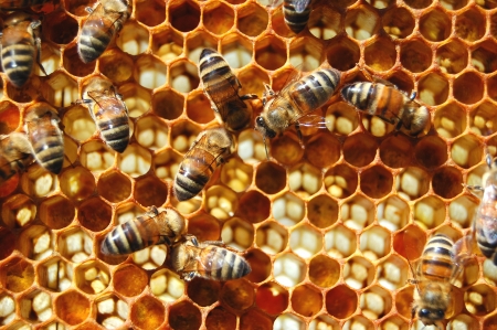 bees on honeycombの写真素材