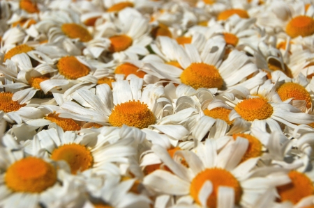 wonderful carpet made of plenty of flowers of camomilesの写真素材