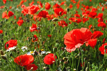 beautiful Poppy seed flowersの写真素材